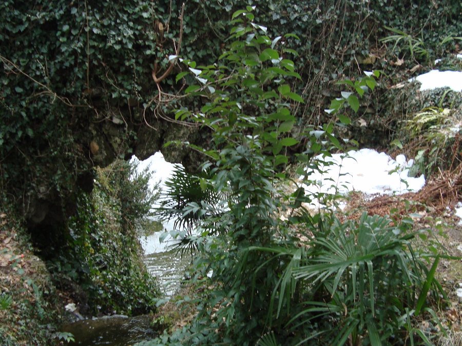 Ligustrum lucidum, ovvero esordio di un''invasione biologica